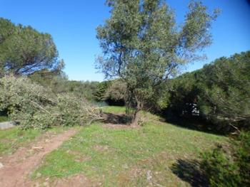 Puget-sur Argens Var terrain picture 4474458