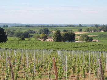 Marseille Bouches-du-Rhône vignoble photo 4556881
