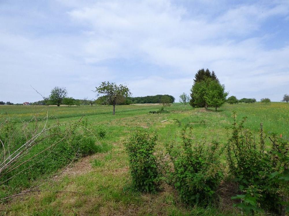 Feldbach Haut-Rhin terrain picture 3467343