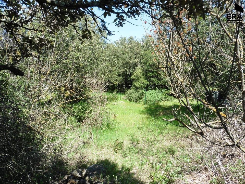 Saint-Maximin-la-Sainte-Baume Var terrain picture 3454613