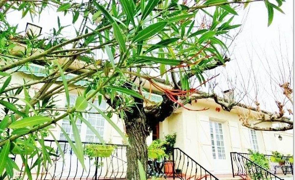 Rieumes Haute-Garonne Haus Bild 3466316
