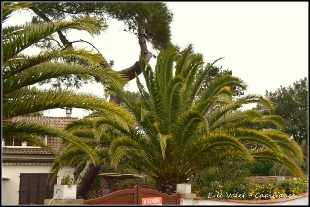 Hossegor Landes Haus Bild 3596311