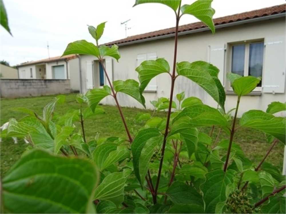Celles-sur-Belle Deux-Sèvres Haus Bild 3847821