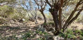 Figari Corse-du-Sud terrain photo 4171056