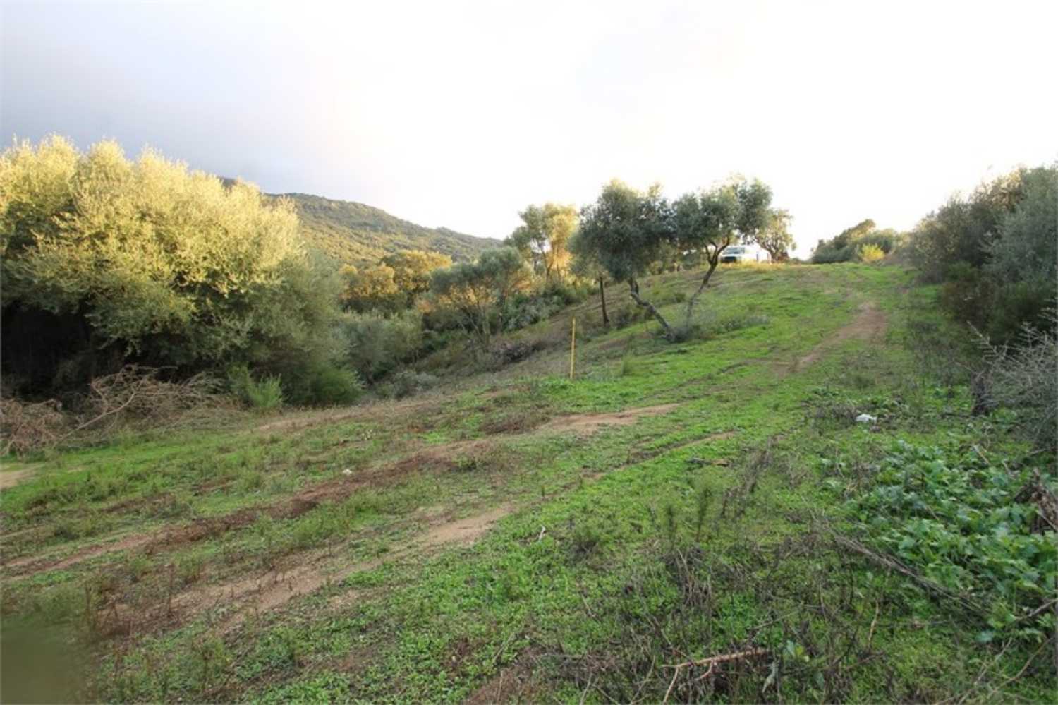 Sollacaro Corse-du-Sud terrain picture 4248943