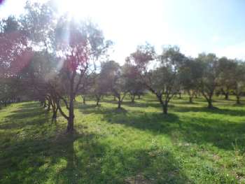 Lorgues Var terrain picture 5268498