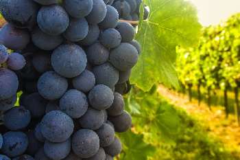 Anduze Gard vineyard picture 4808817