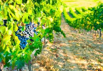 Limoux Aude vineyard picture 4807060