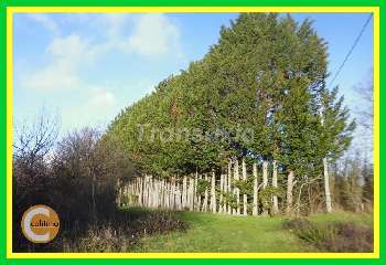 Sorbier Allier terrain photo 5567895