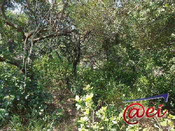 La Seyne-sur-Mer Var terrain picture 5585775