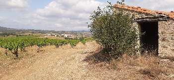 Montner Pyrénées-Orientales terrain picture 6515953