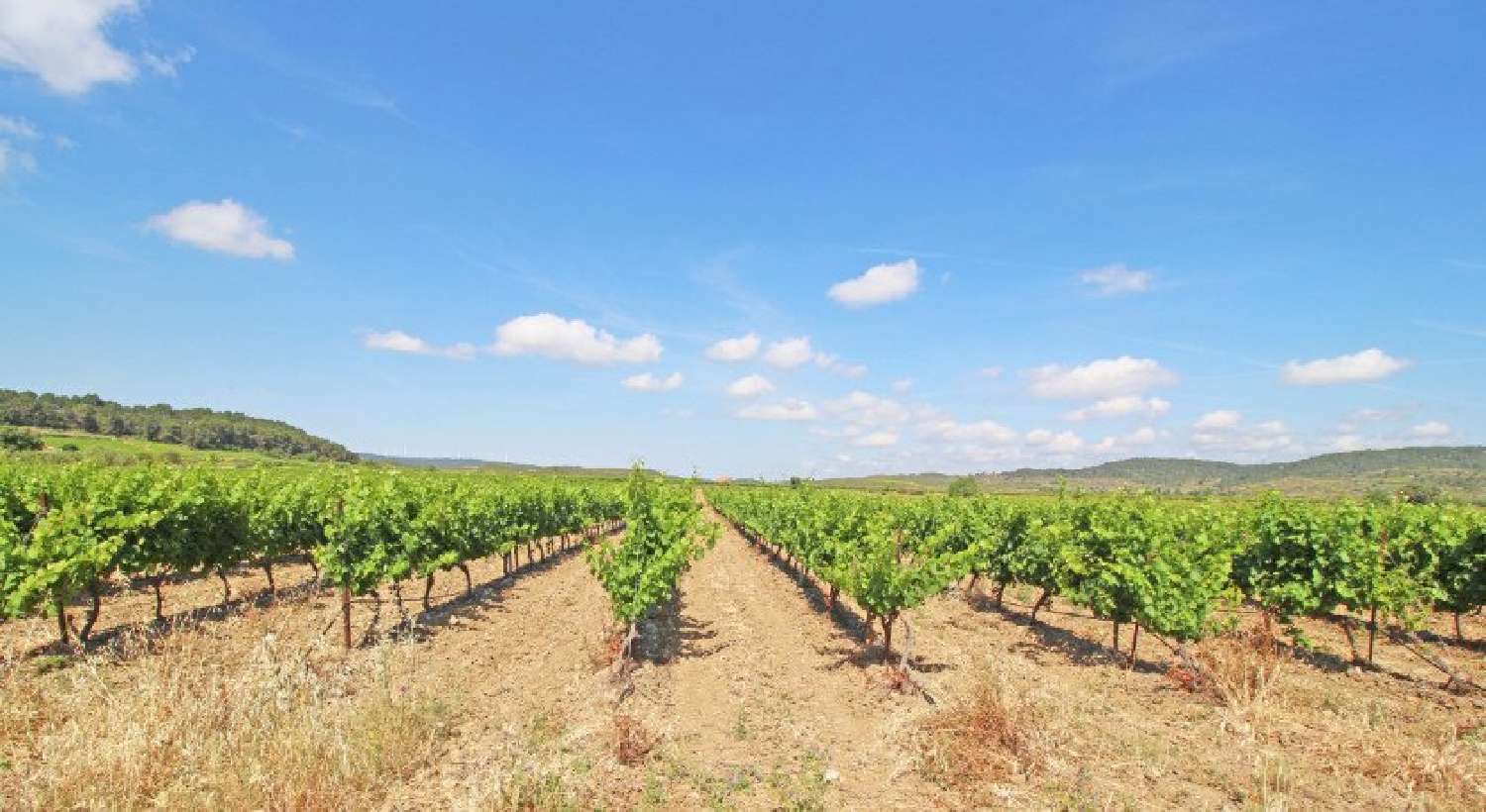  for sale vineyard Narbonne Aude 1