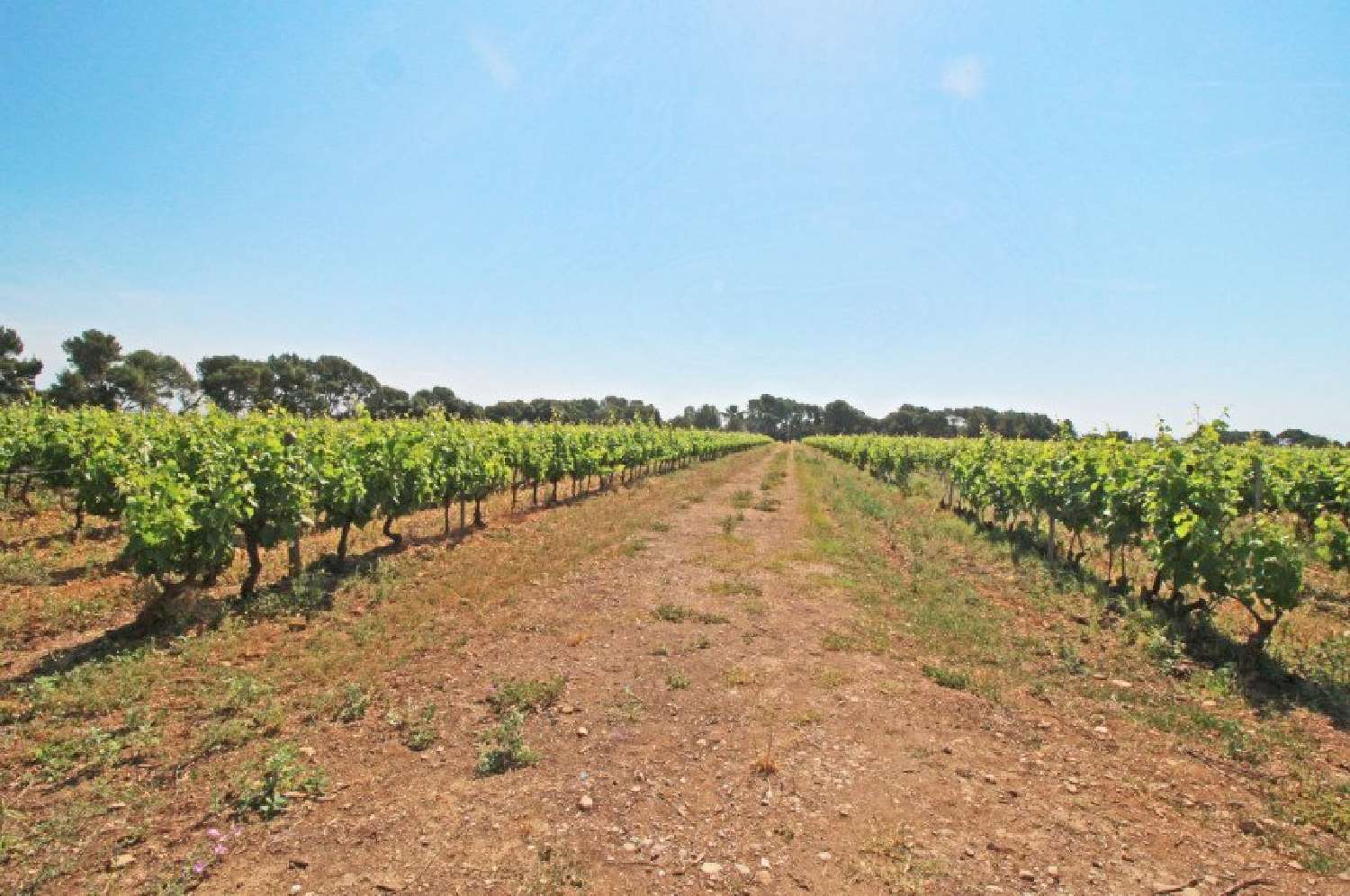  à vendre vignoble Narbonne Aude 2