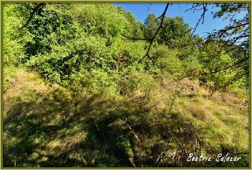  kaufen Grundstück Digne-Les-Bains Alpes-de-Haute-Provence 6