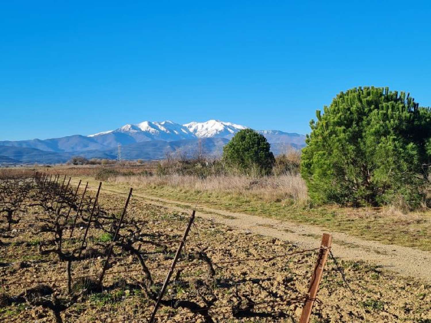  for sale terrain Trouillas Pyrénées-Orientales 3