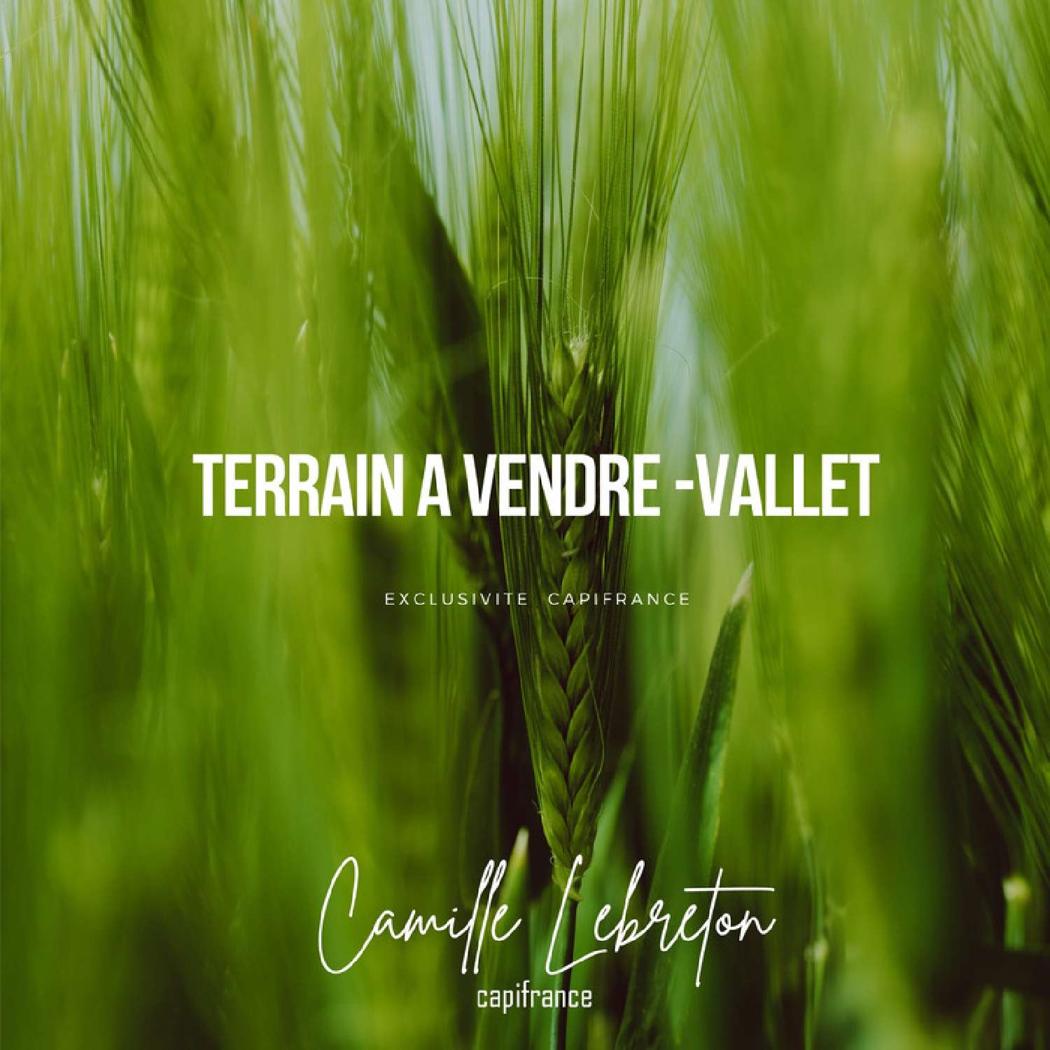  for sale terrain Vallet Loire-Atlantique 3