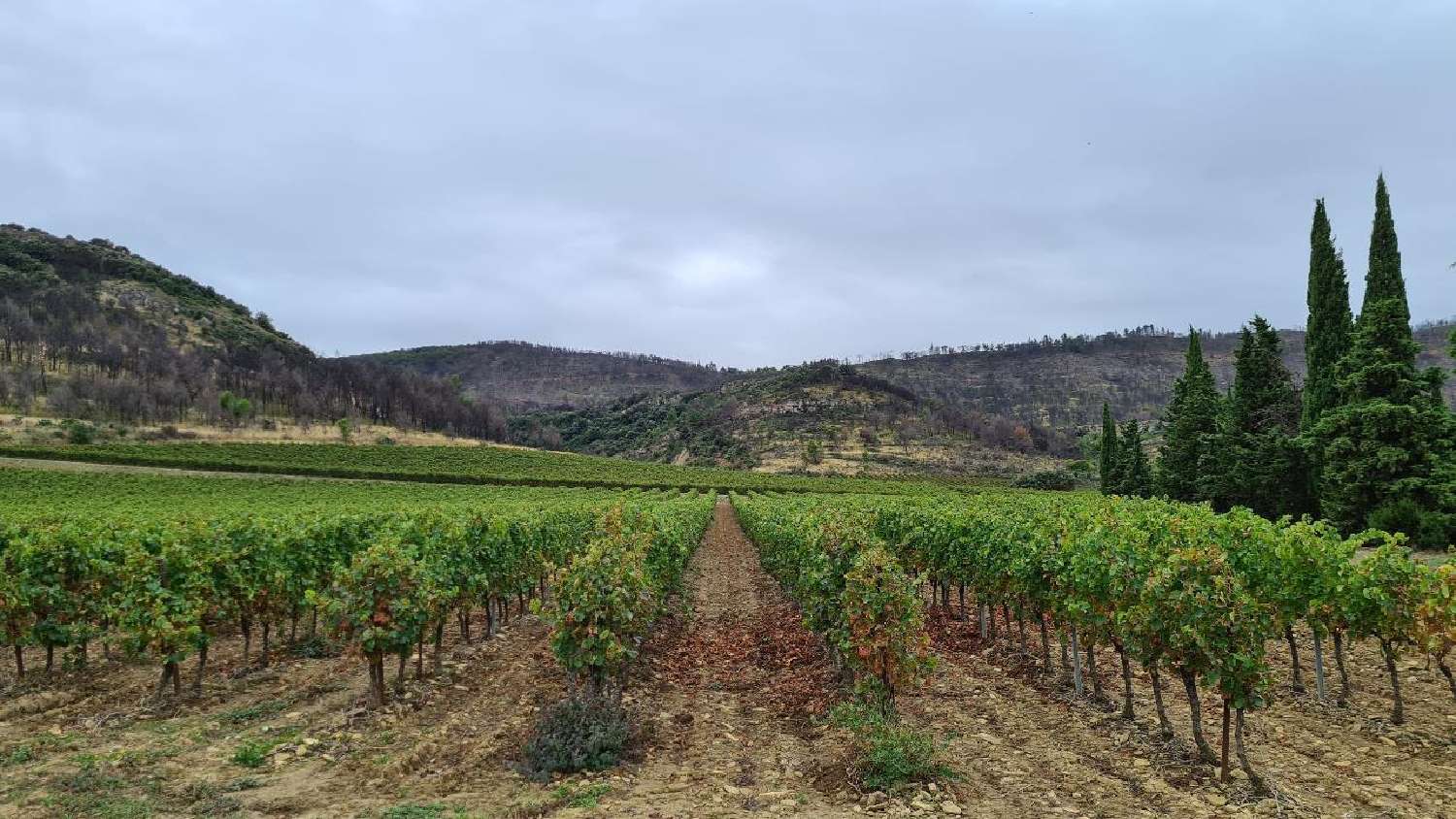  à vendre vignoble Carcassonne Aude 8