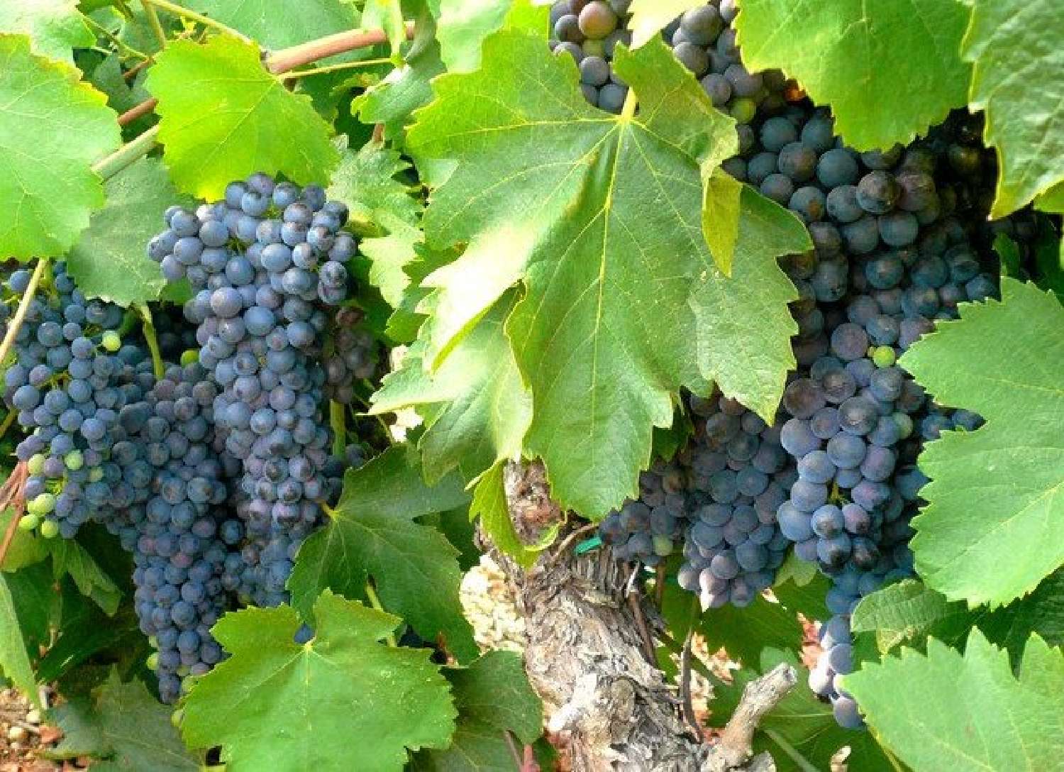  à vendre vignoble Narbonne Aude 1