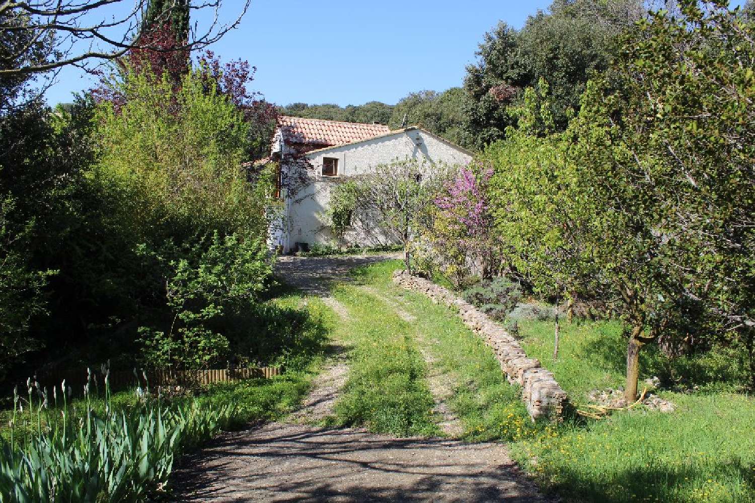  kaufen Haus Faugères Hérault 7