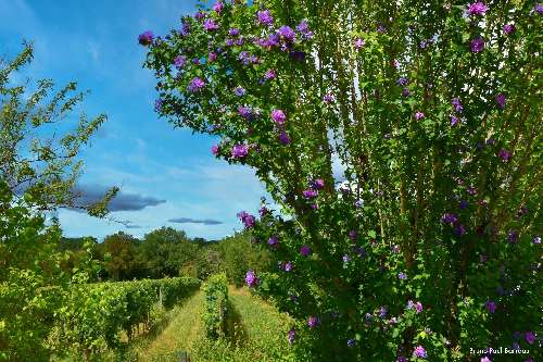 Romagne Gironde Haus Bild 6944235