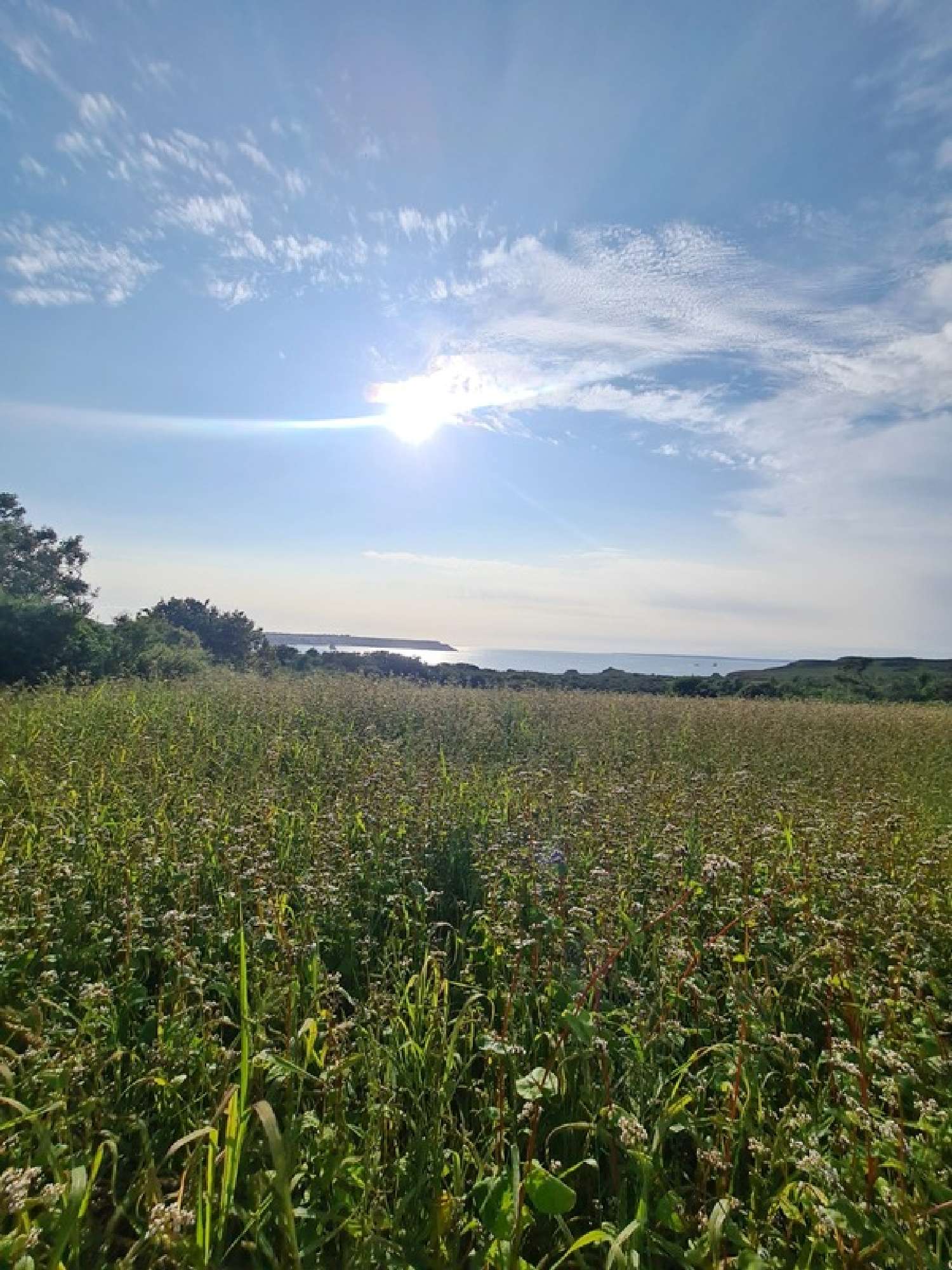  kaufen Grundstück Crozon Finistère 1