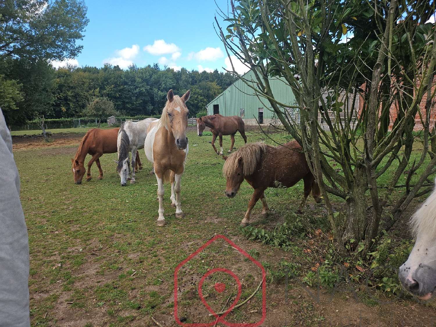  te koop landgoed Campneuseville Seine-Maritime 2