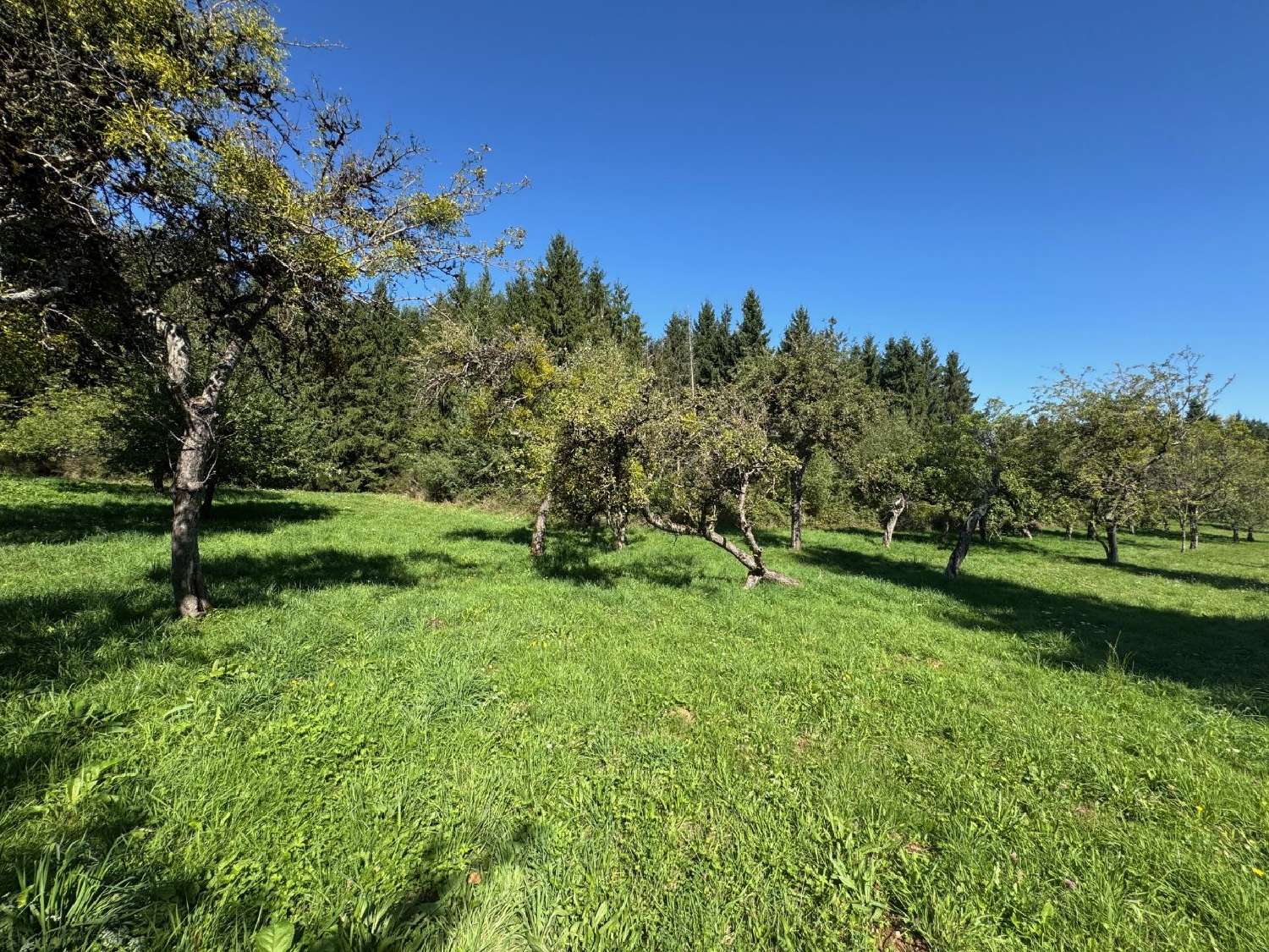  for sale farm Montsalvy Cantal 6
