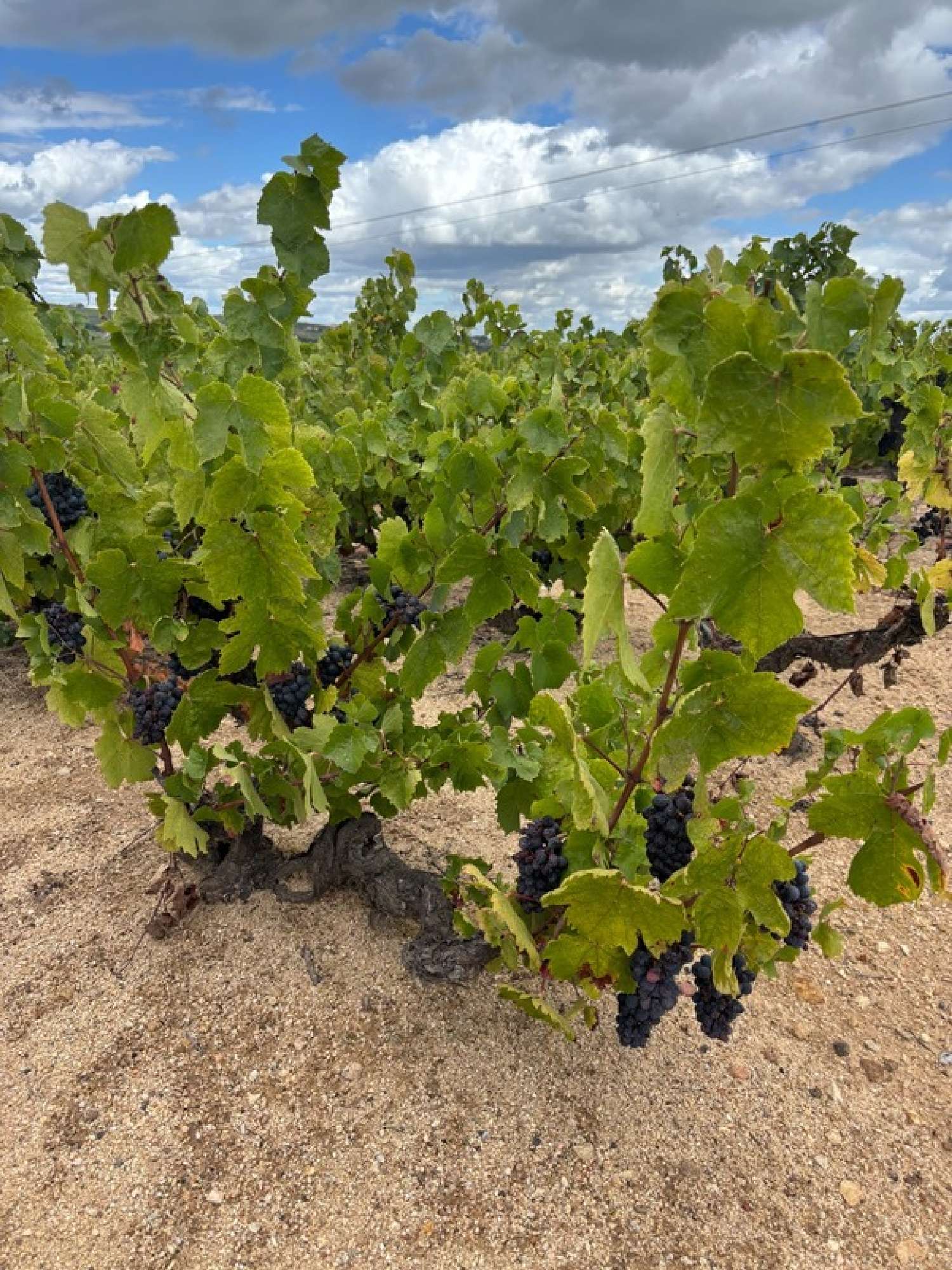  te koop huis Durette Rhône 1