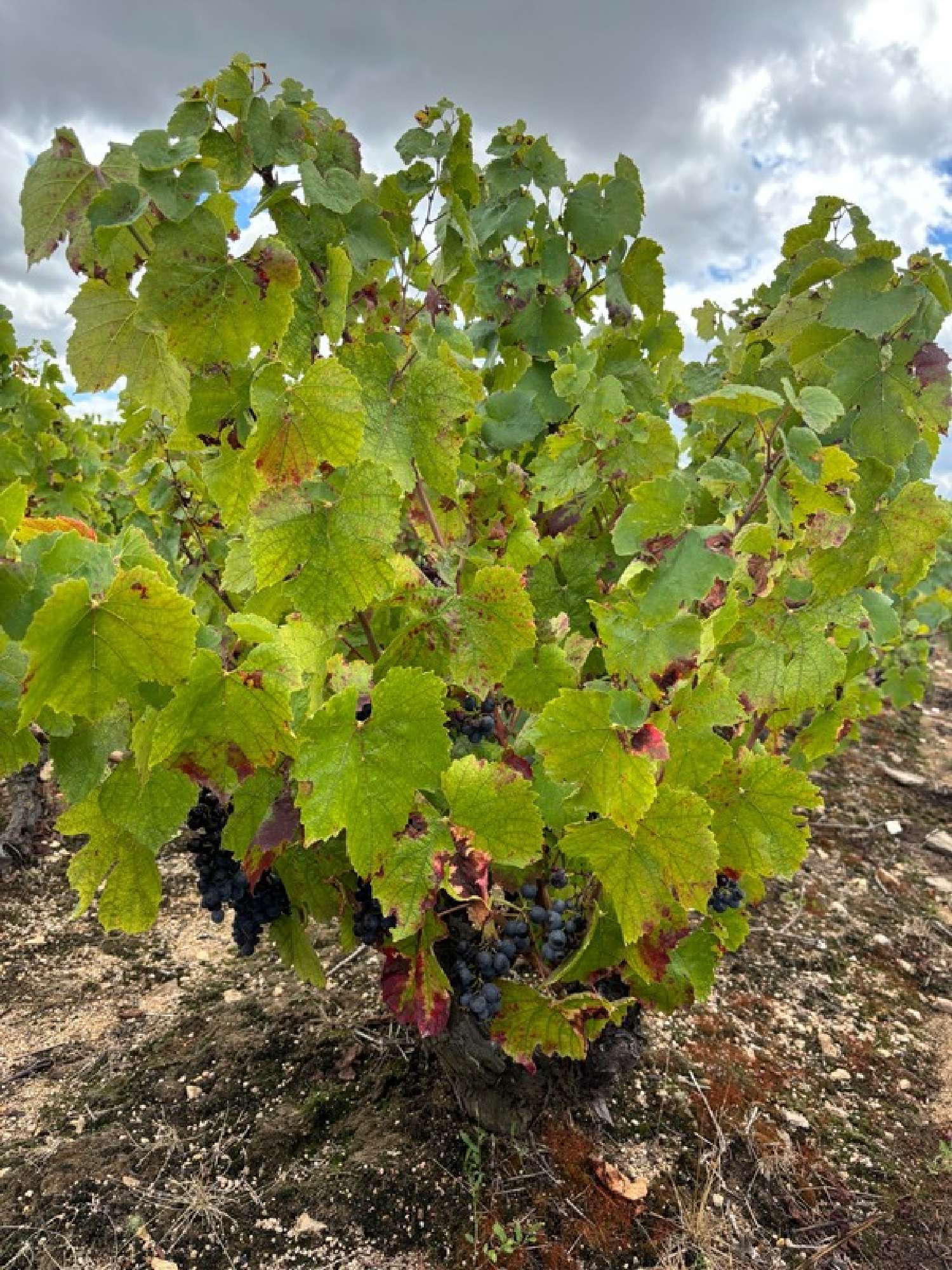  te koop huis Durette Rhône 2