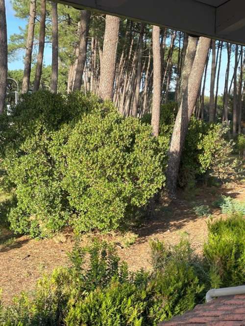 Lanton Gironde maison foto 7157397