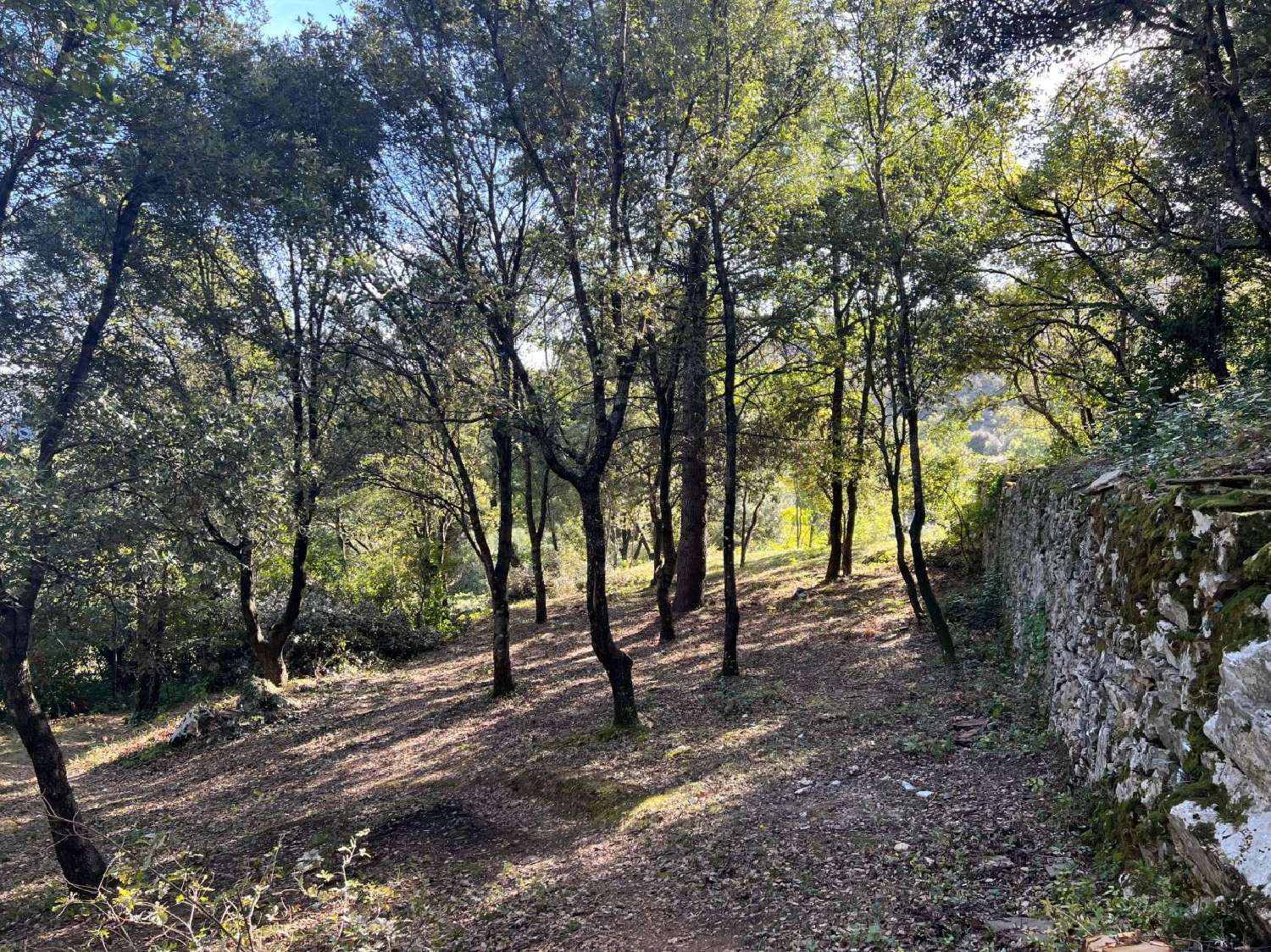  à vendre maison Olargues Hérault 3