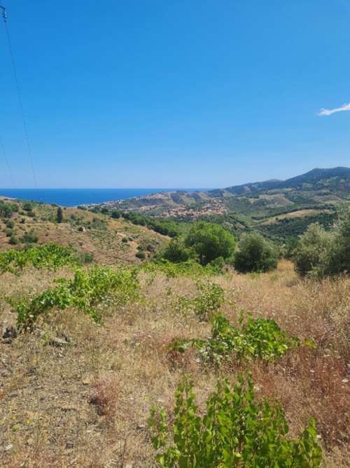 Banyuls-sur-Mer Pyrénées-Orientales terrein foto 7164039