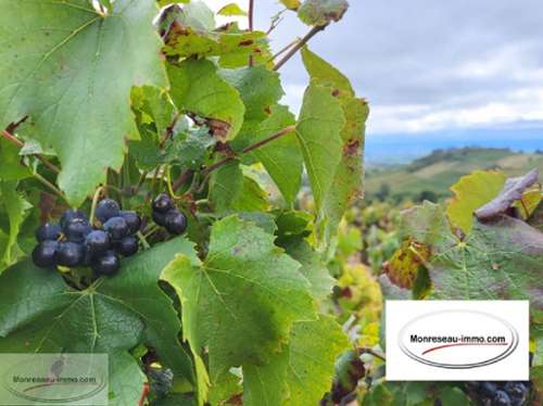 Fleurie Rhône terreno foto 7148714