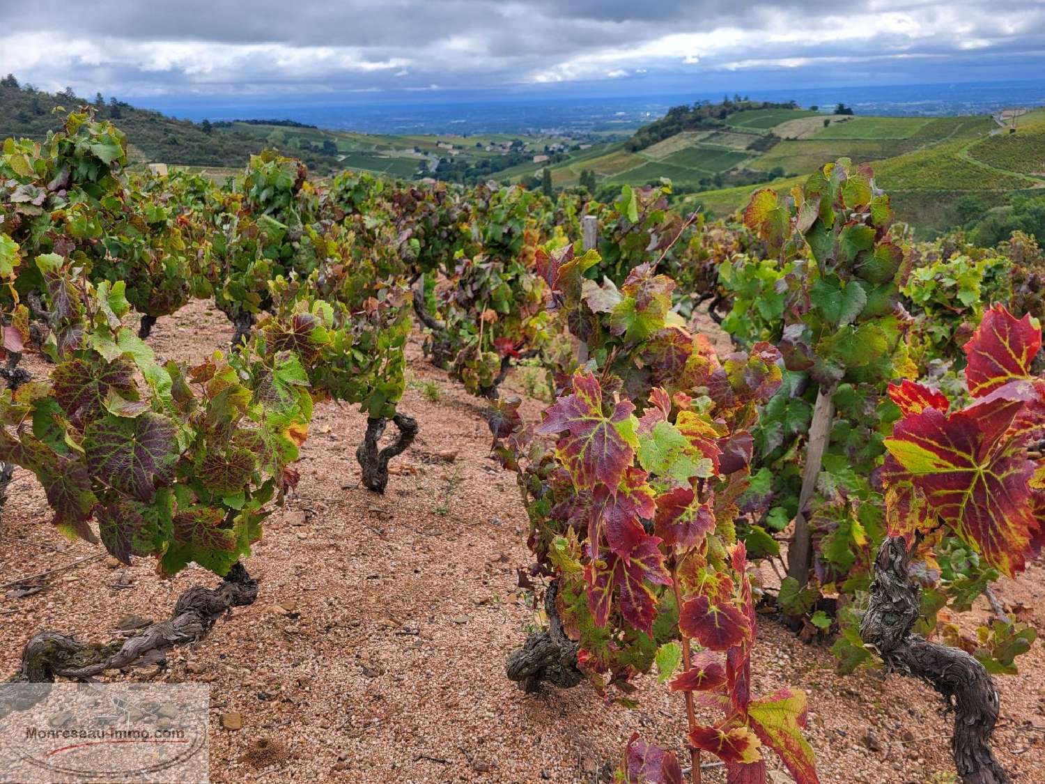  en venta terreno Fleurie Rhône 2