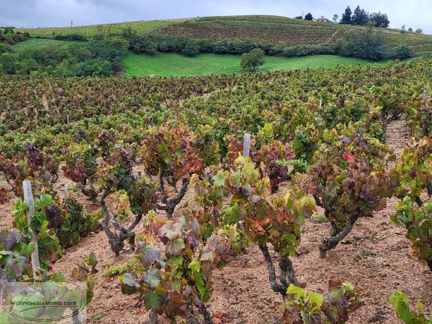  en venta terreno Fleurie Rhône 3