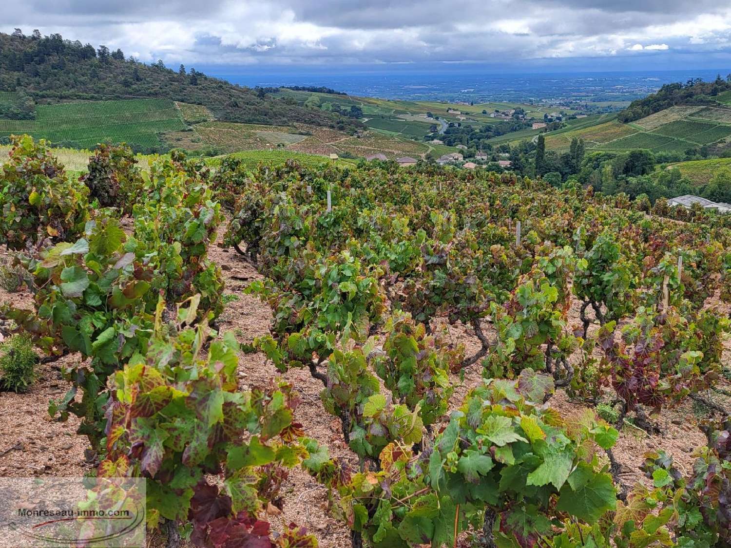  en venta terreno Fleurie Rhône 4