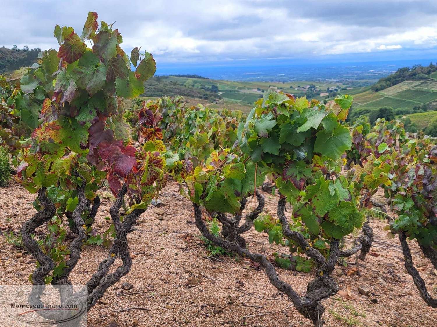  en venta terreno Fleurie Rhône 5