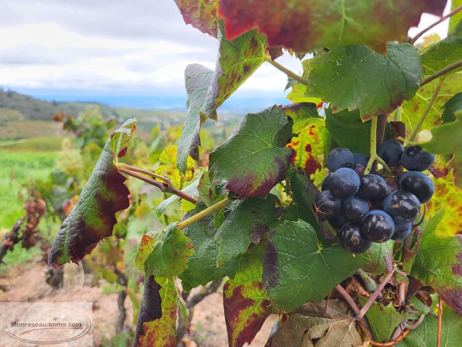  en venta terreno Fleurie Rhône 6
