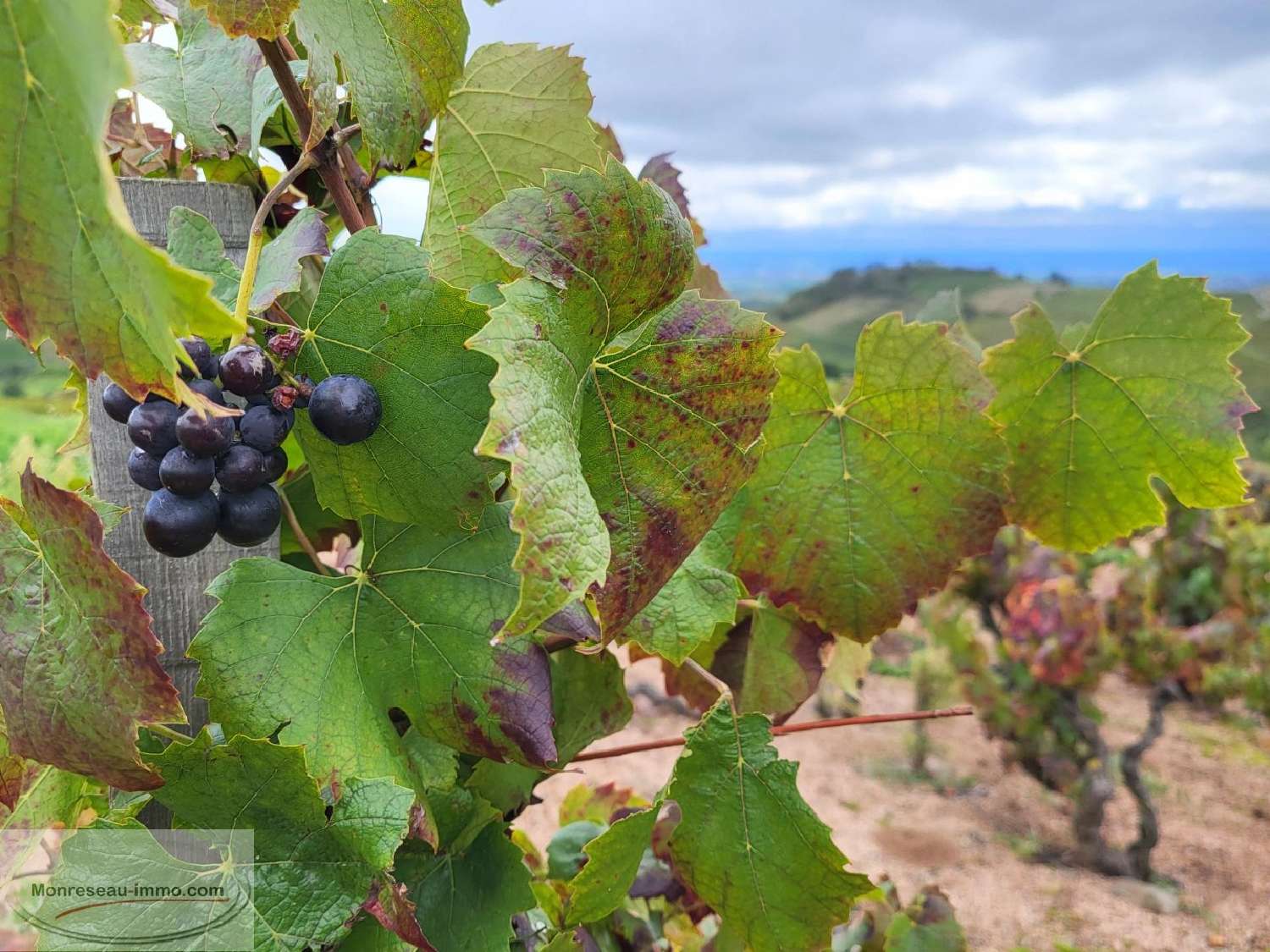  en venta terreno Fleurie Rhône 7
