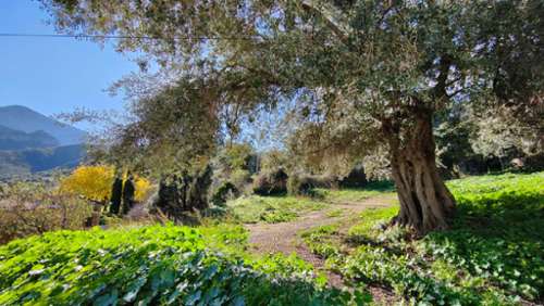 Moncale Haute-Corse terrein foto 7149468