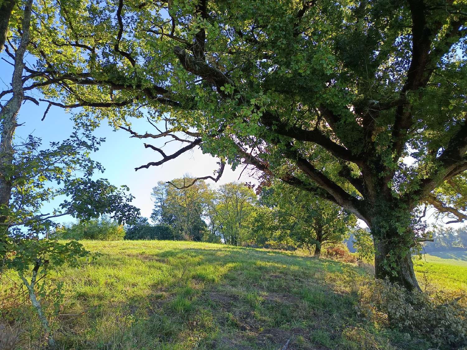  kaufen Grundstück Montdurausse Tarn 1
