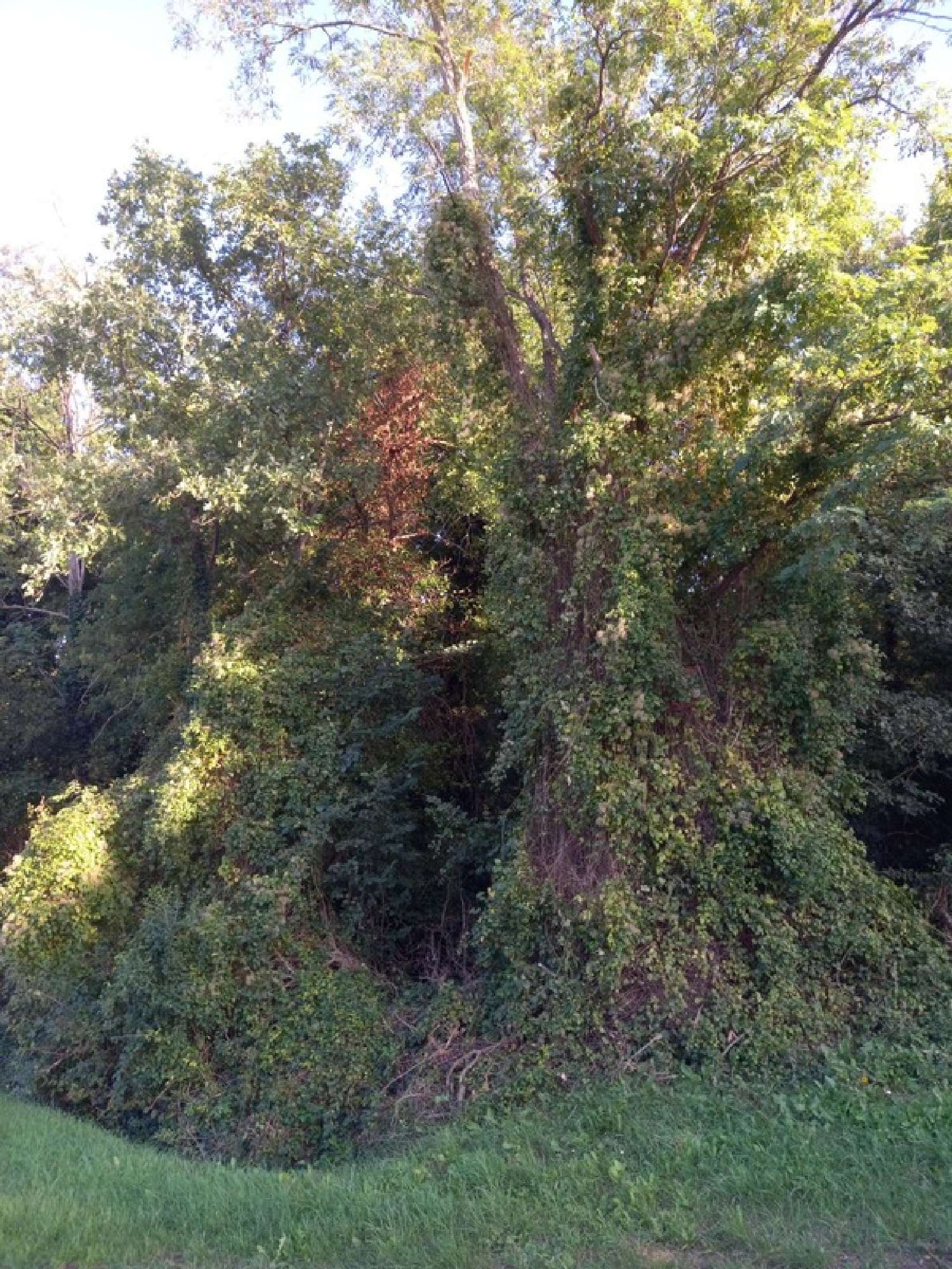  for sale terrain Nemours Seine-et-Marne 7