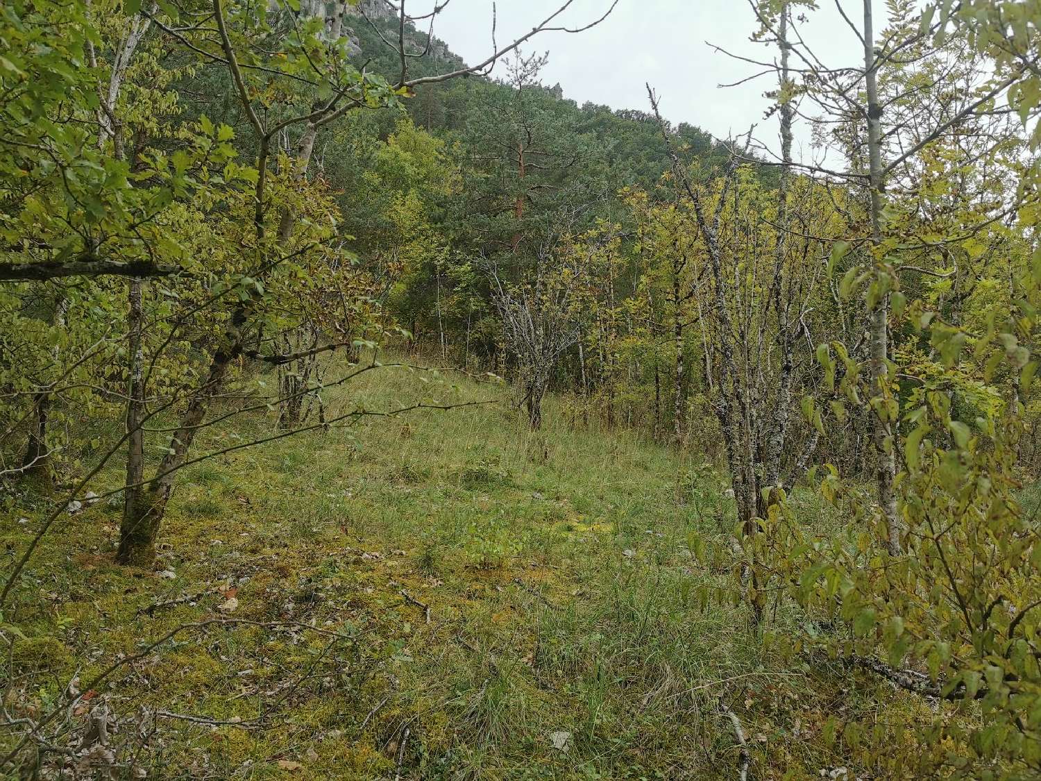  kaufen Grundstück Peyreleau Aveyron 6