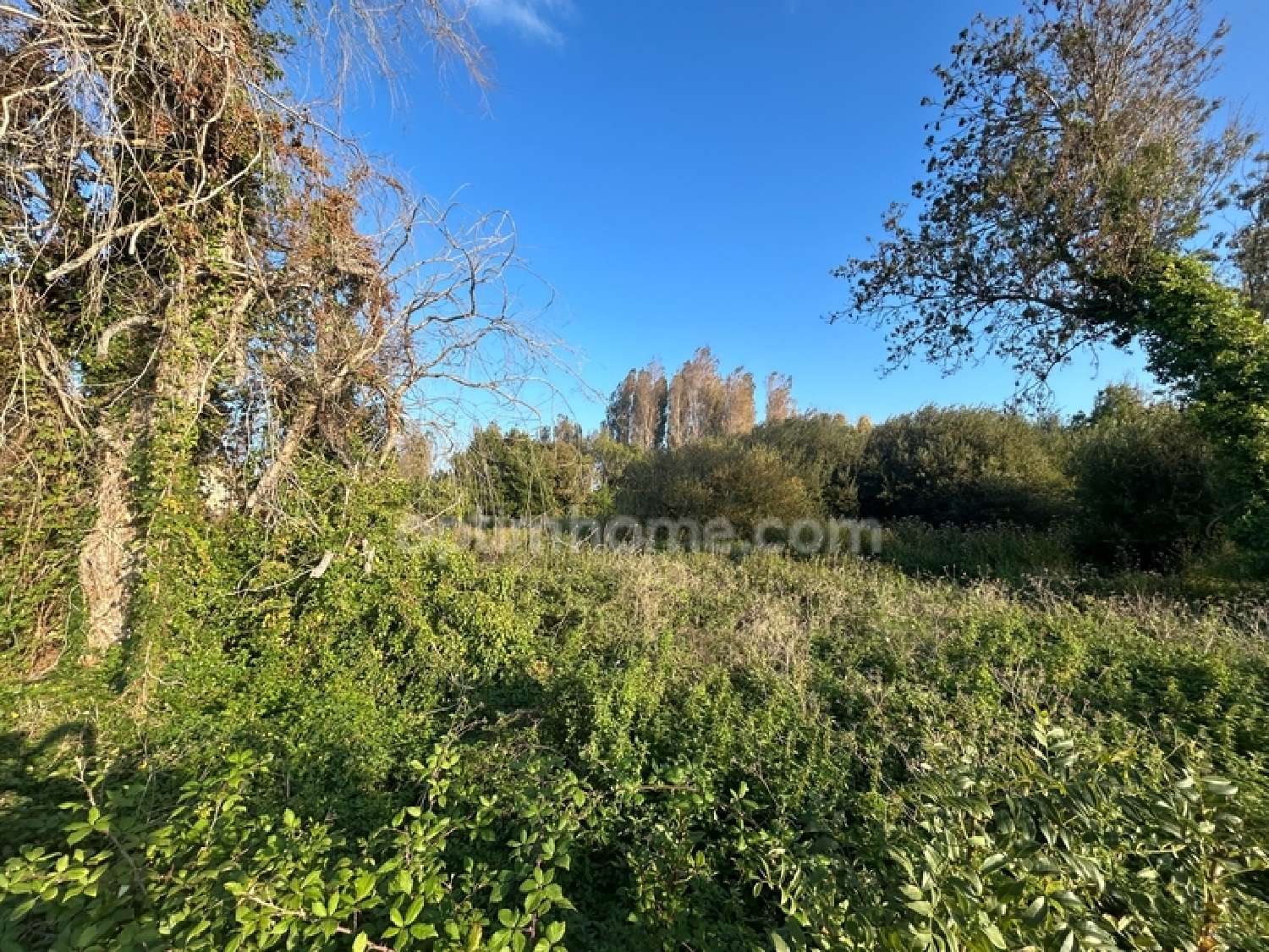 kaufen Grundstück Saint-Georges-d'Oléron Charente-Maritime 2