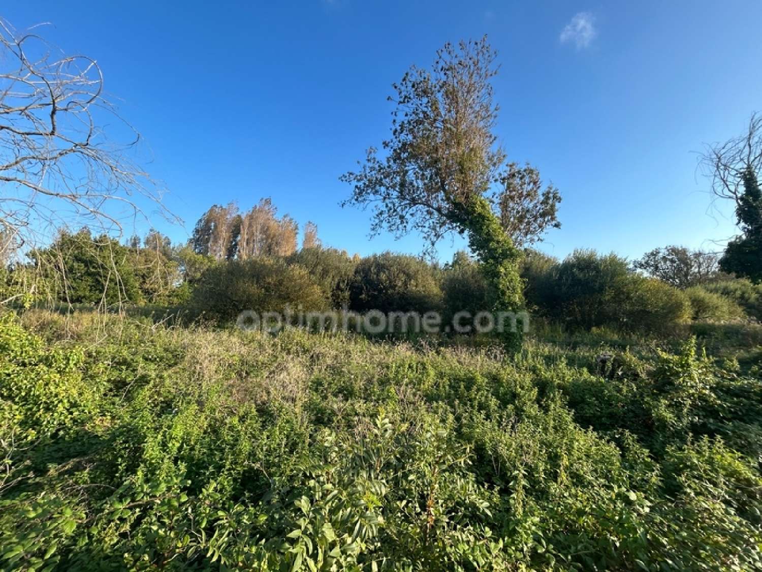 kaufen Grundstück Saint-Georges-d'Oléron Charente-Maritime 7