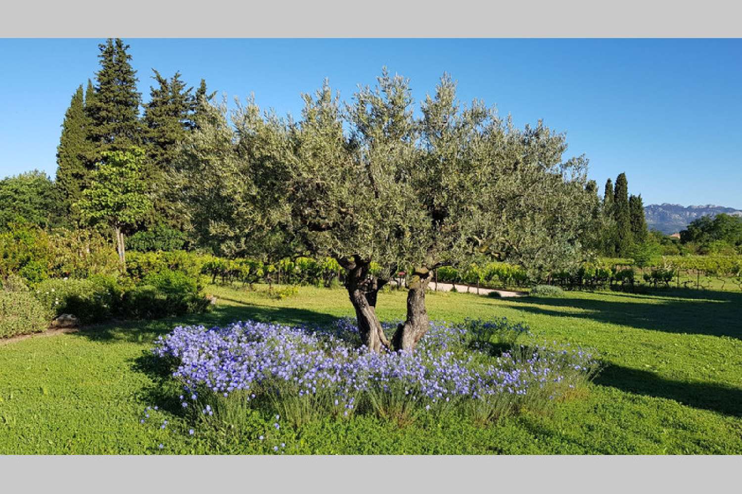  te koop villa Caromb Vaucluse 4