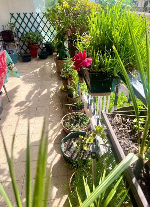 Le Cannet Alpes-Maritimes appartement foto 7200409