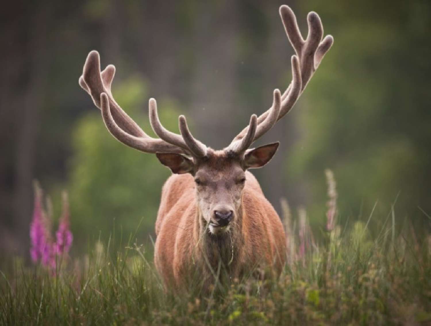 te koop kasteel Bourges Cher 1