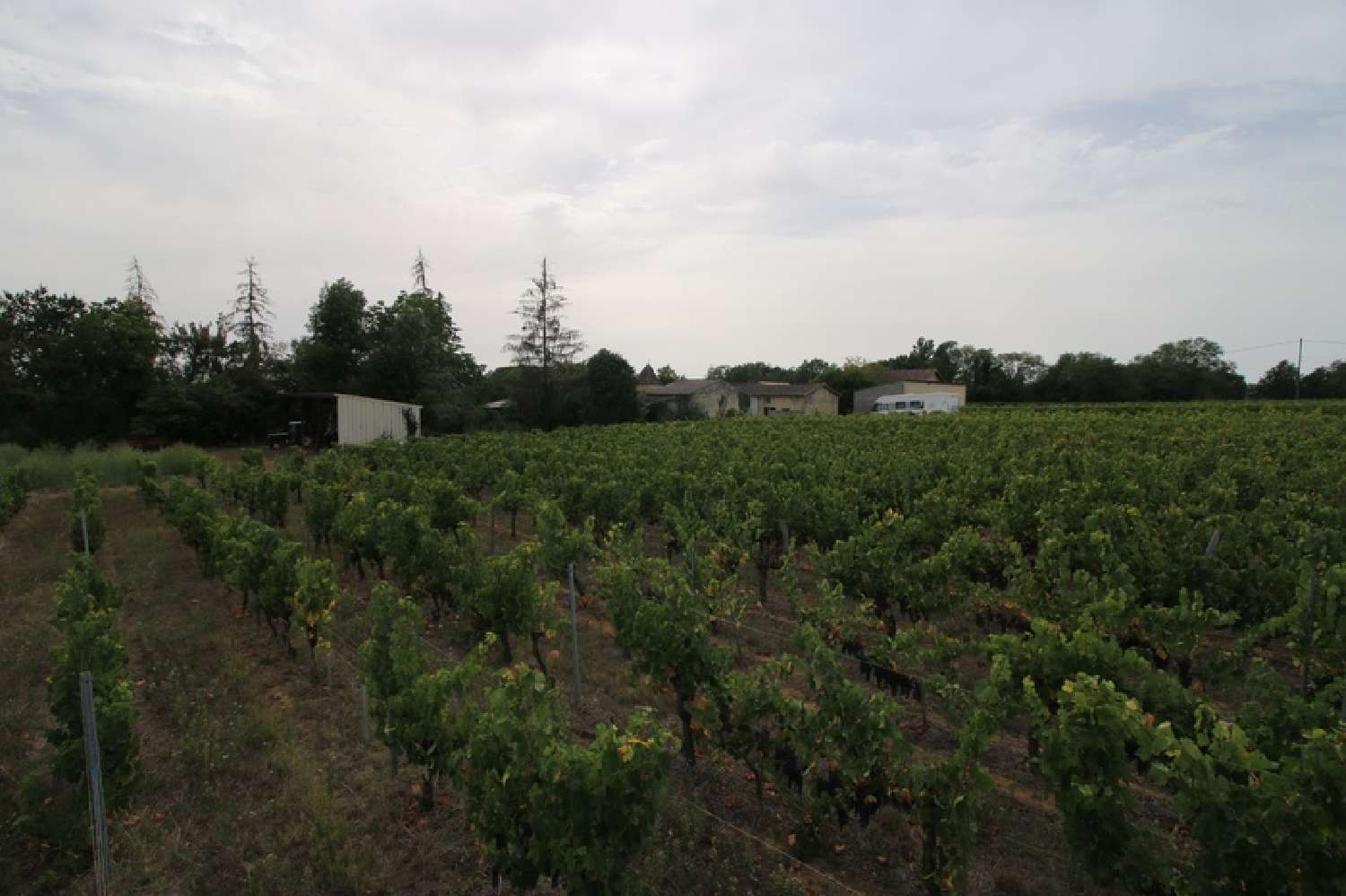  en venta castillo Puisséguin Gironde 4