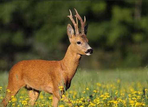 Romorantin-Lanthenay Loir-et-Cher kasteel foto 7187324